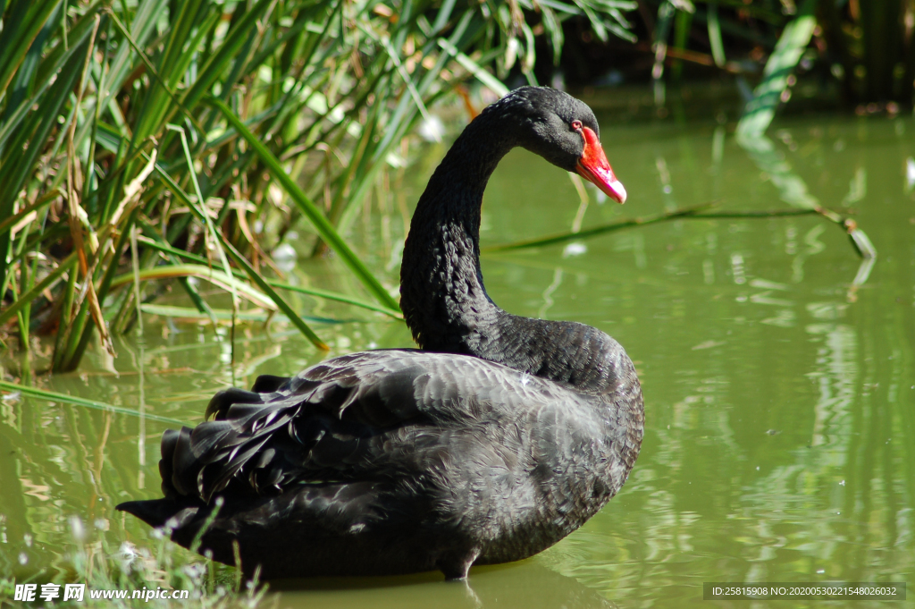 黑天鹅空山鸟语图片