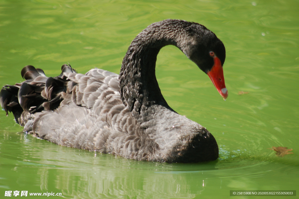 黑天鹅空山鸟语图片