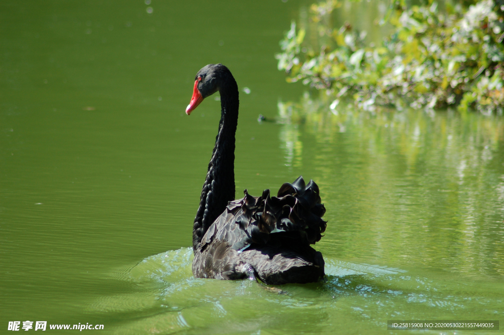 黑天鹅空山鸟语图片