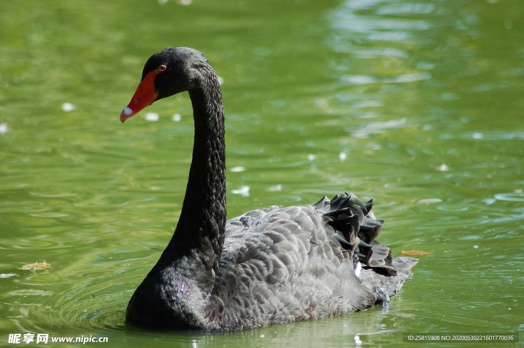 黑天鹅空山鸟语图片