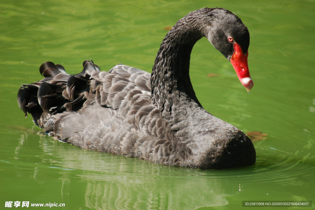 黑天鹅空山鸟语图片