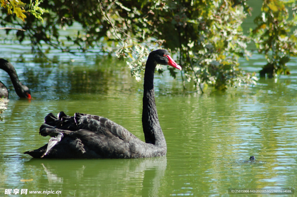 黑天鹅空山鸟语图片