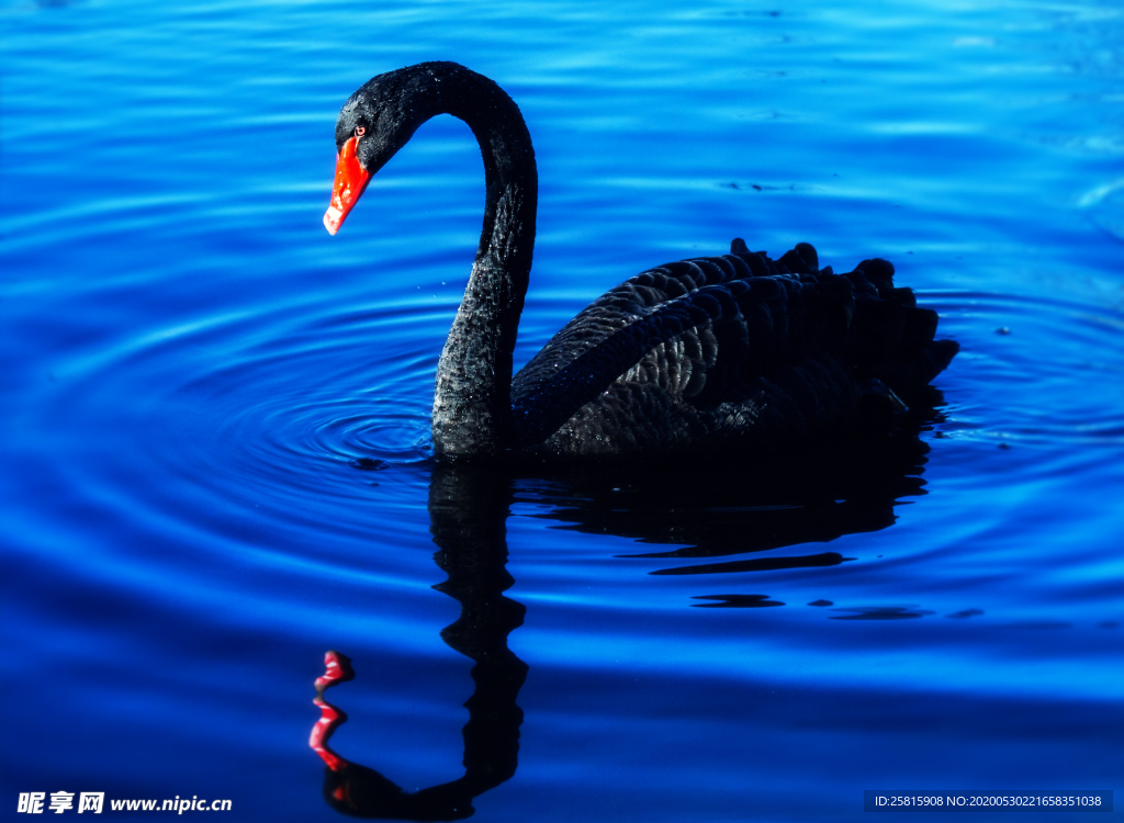 黑天鹅空山鸟语图片