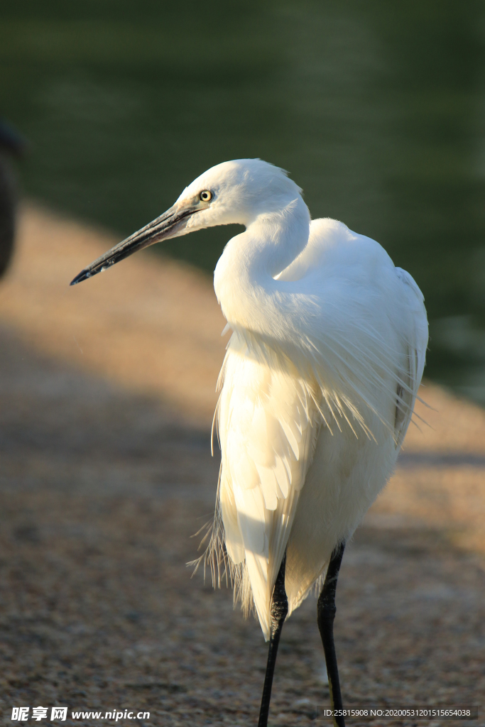 白鹭空山鸟语图片