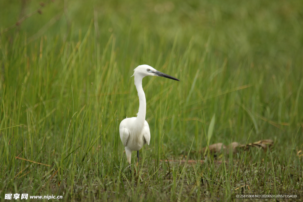 白鹭空山鸟语图片
