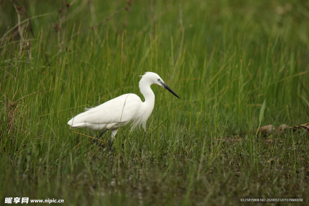 白鹭空山鸟语图片