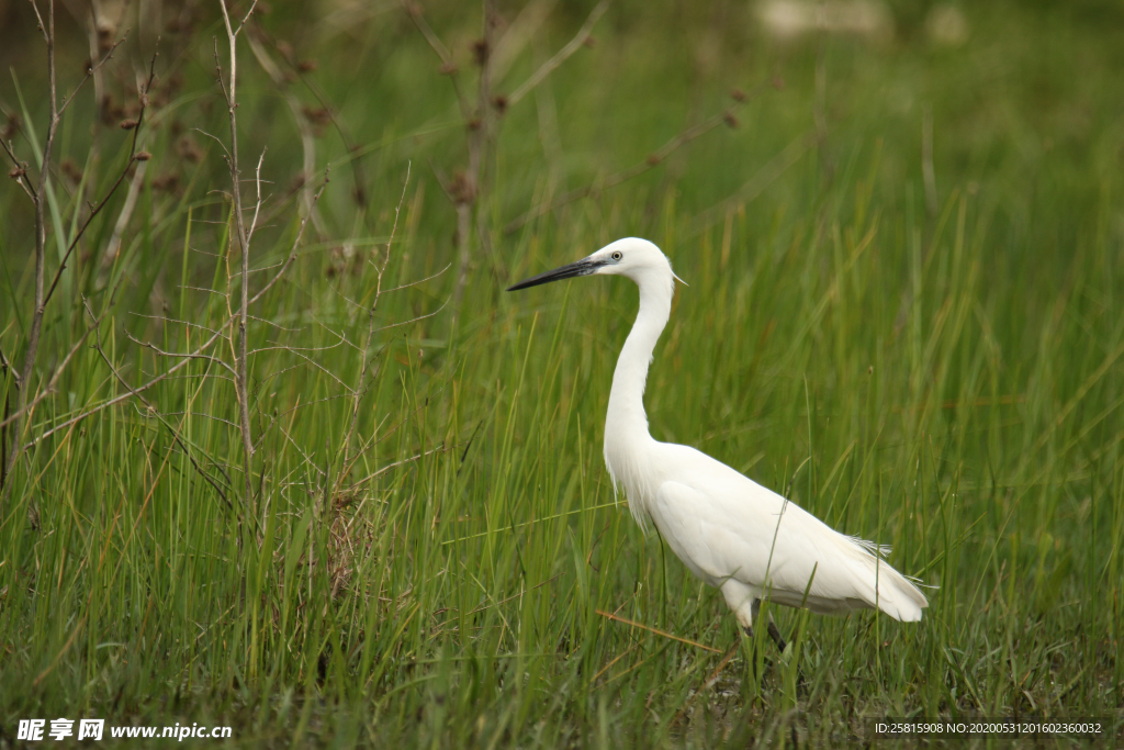 白鹭空山鸟语图片