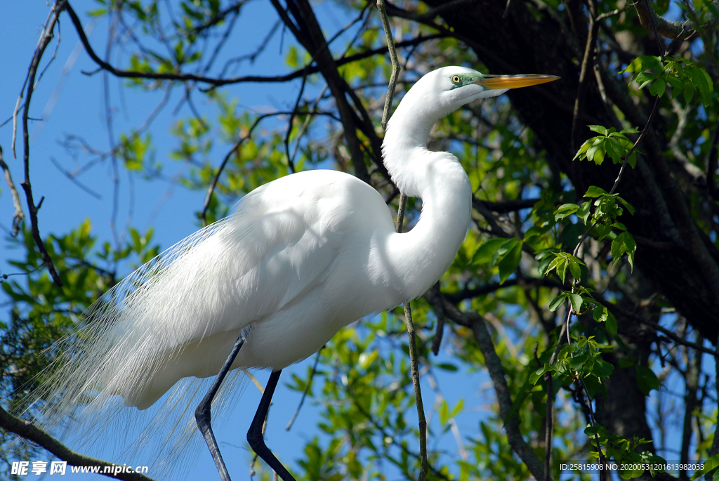 白鹭空山鸟语图片
