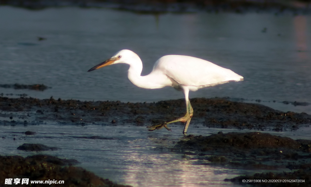 白鹭空山鸟语图片