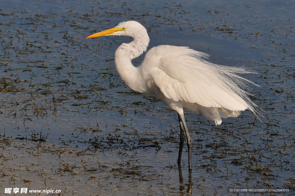 白鹭空山鸟语图片
