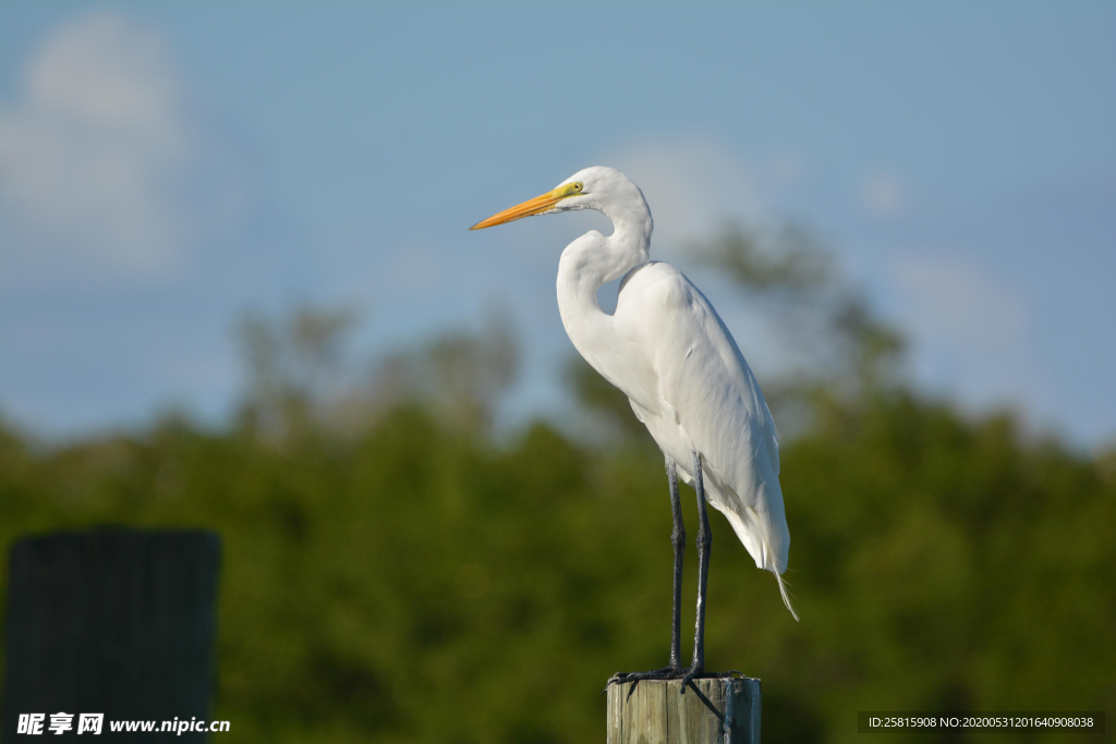 白鹭空山鸟语图片