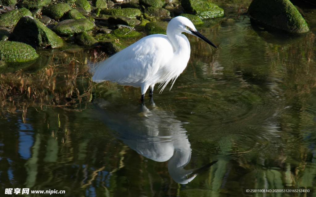 白鹭空山鸟语图片