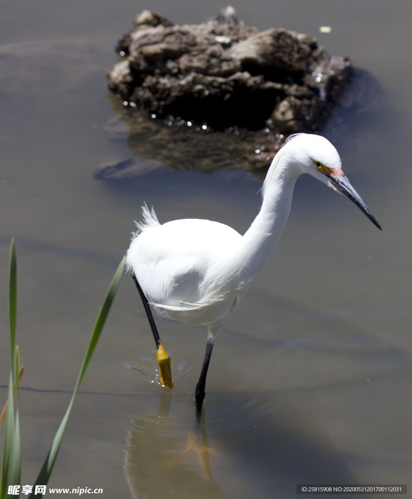 白鹭空山鸟语图片