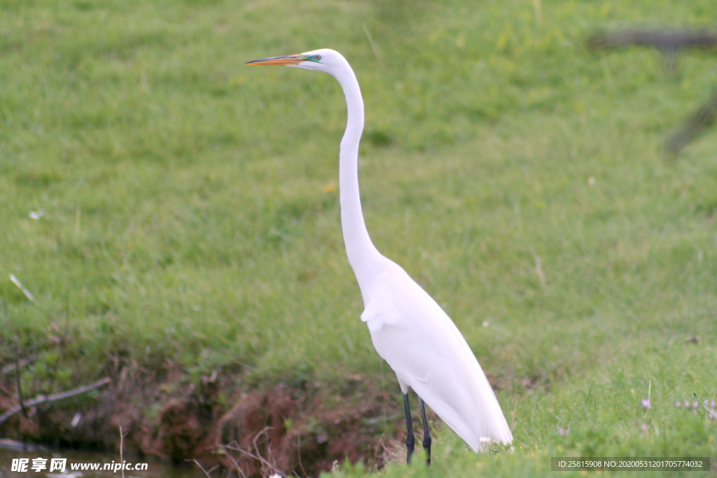 白鹭空山鸟语图片