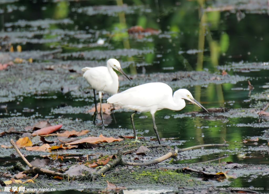 白鹭空山鸟语图片