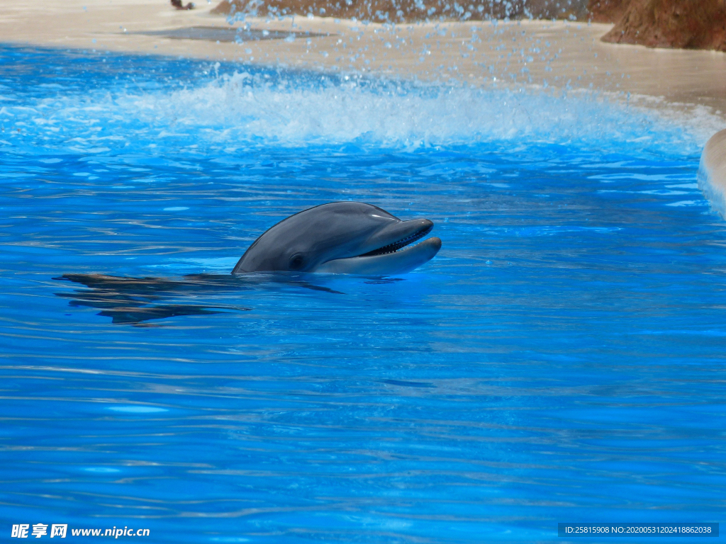 海豚表演图片