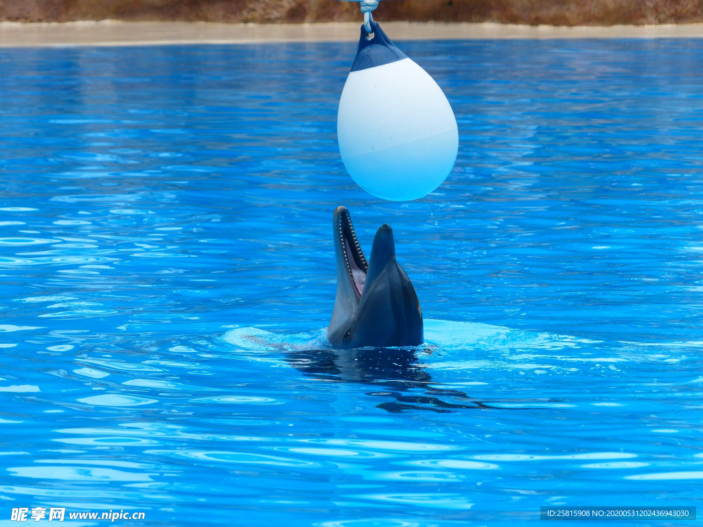 海豚表演图片