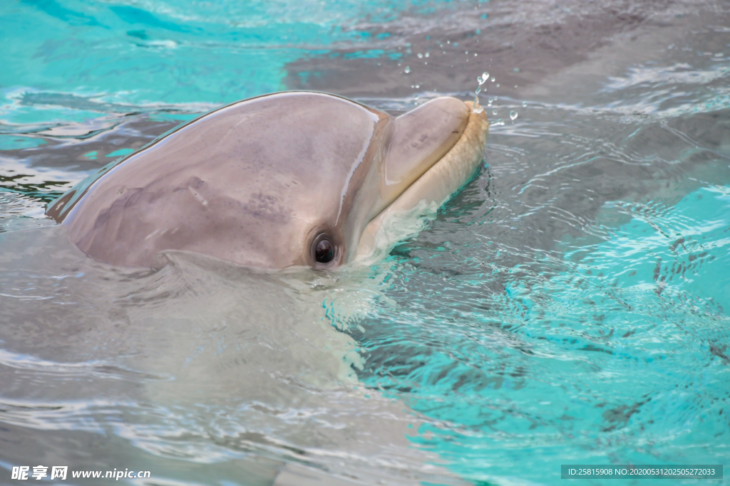海豚表演图片