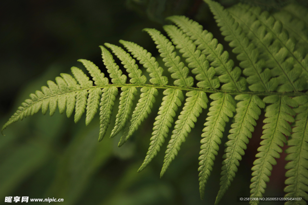 绿色蕨类植物图片
