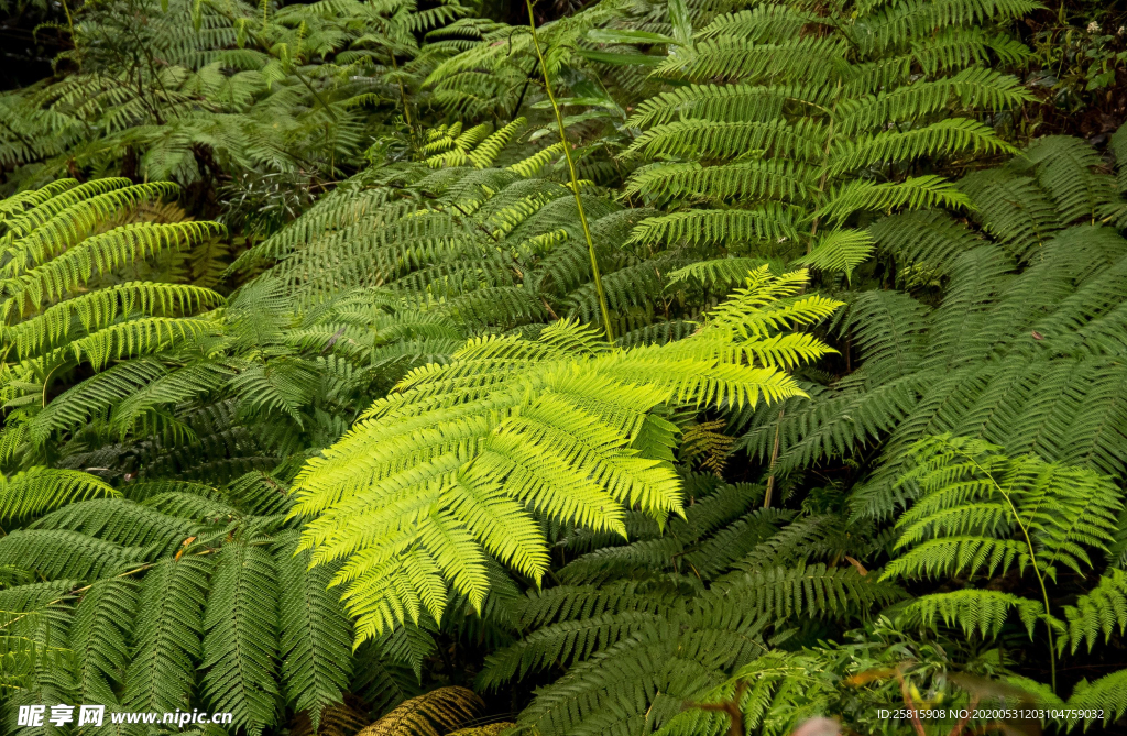 绿色蕨类植物图片