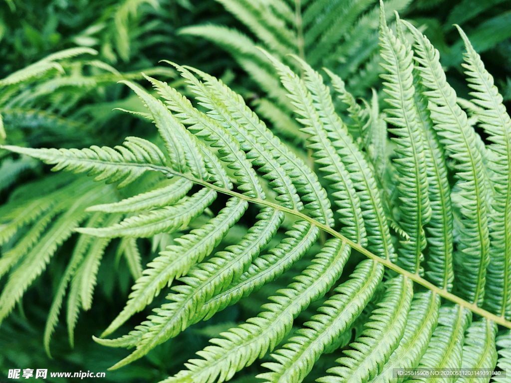 绿色蕨类植物图片