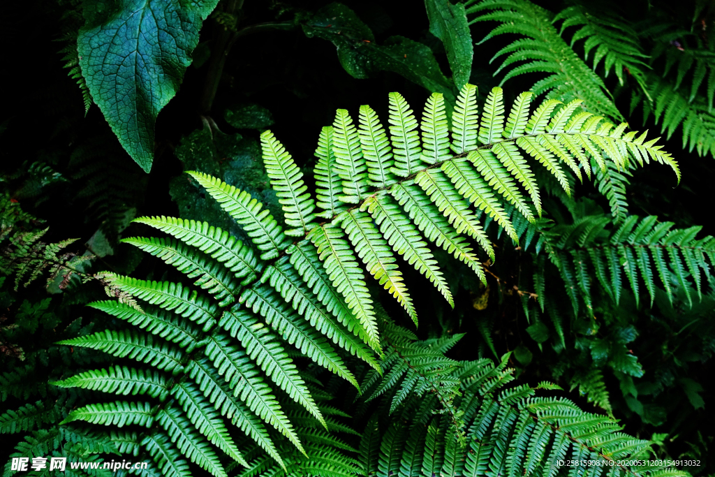 绿色蕨类植物图片