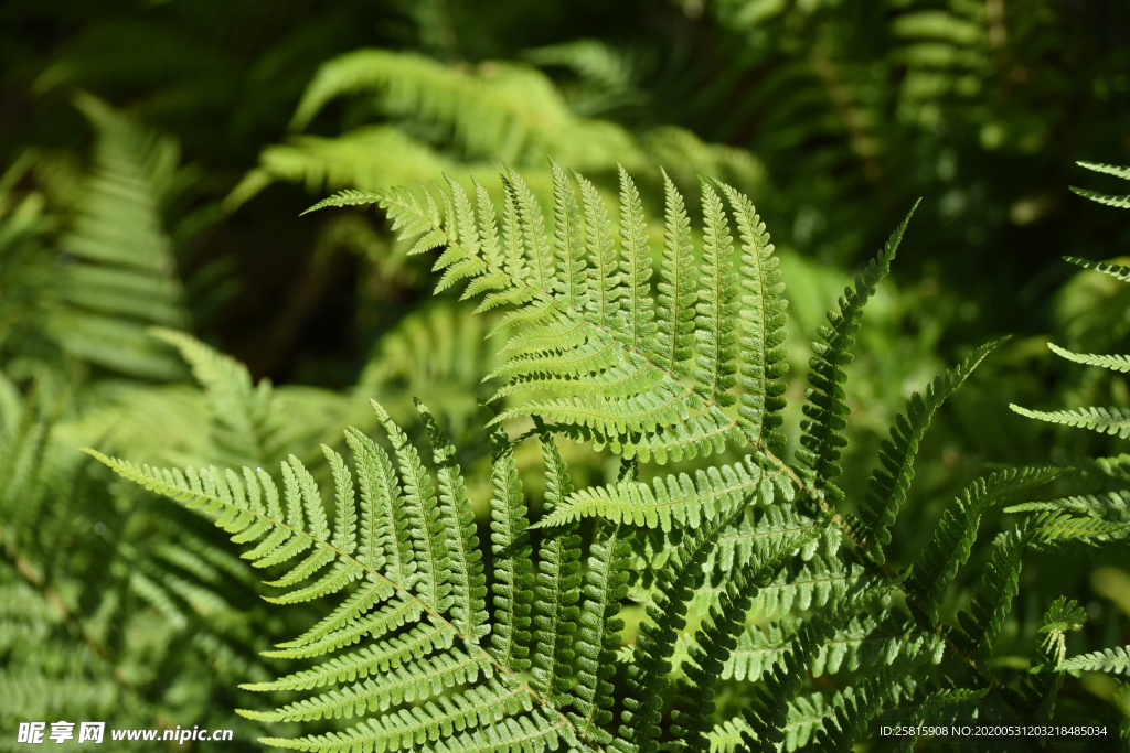 绿色蕨类植物图片
