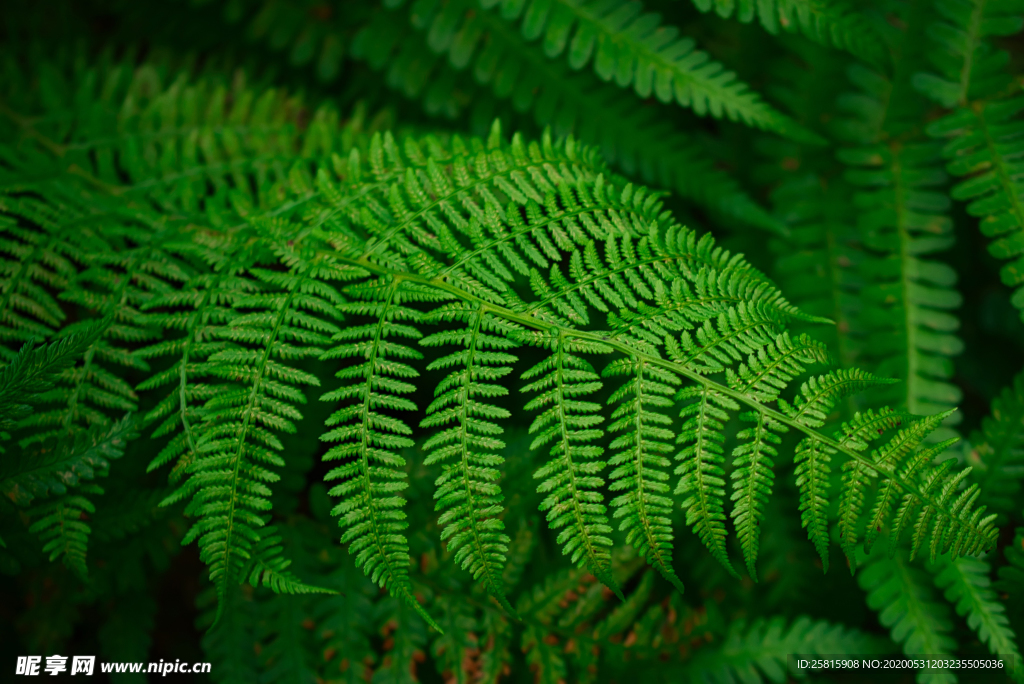 绿色蕨类植物图片