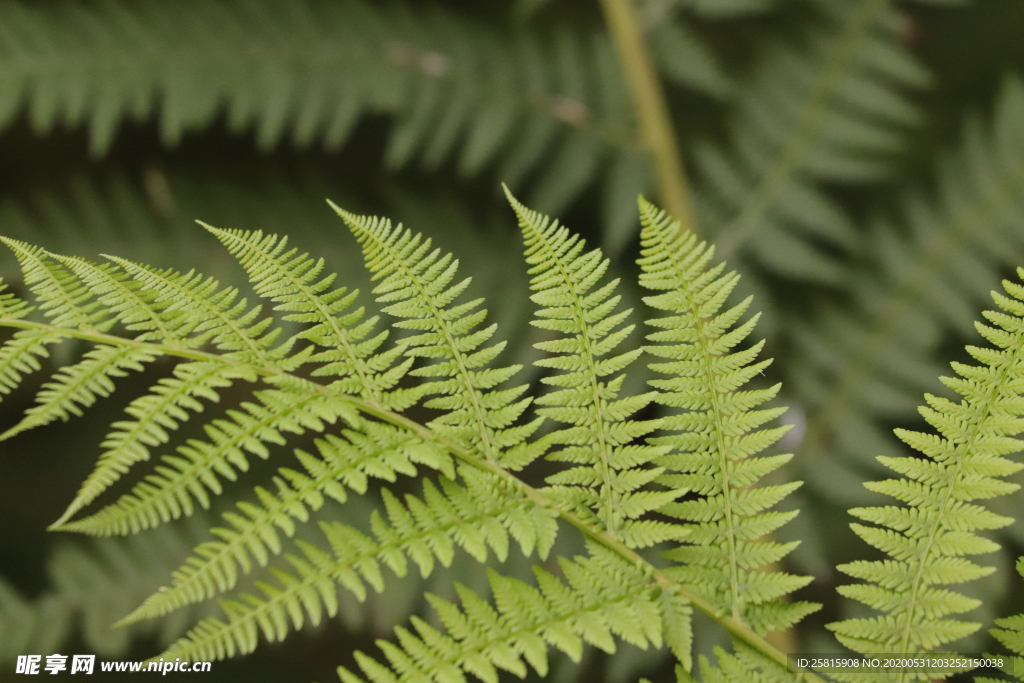 绿色蕨类植物图片