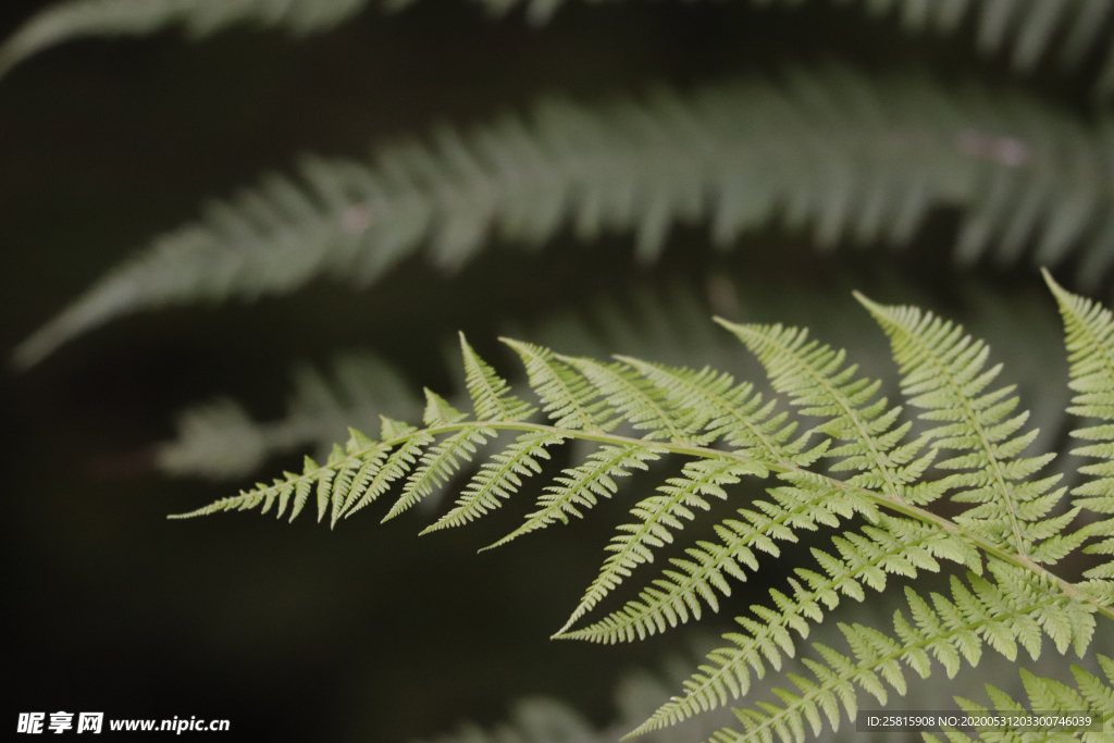 绿色蕨类植物图片