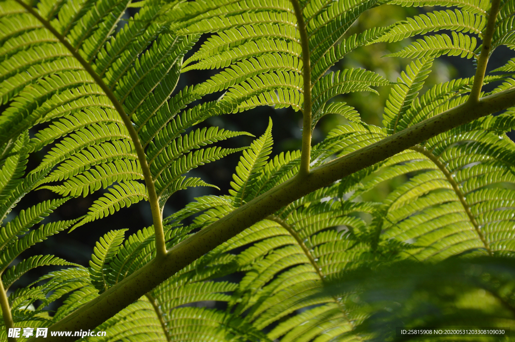 绿色蕨类植物图片