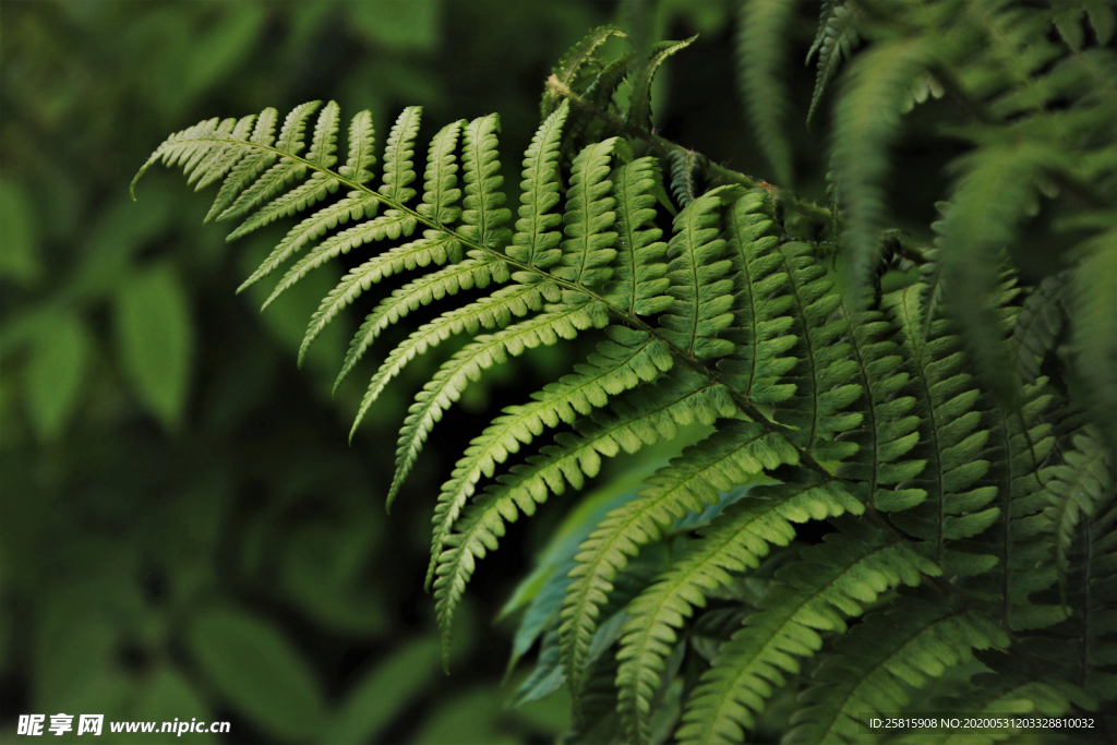 绿色蕨类植物图片