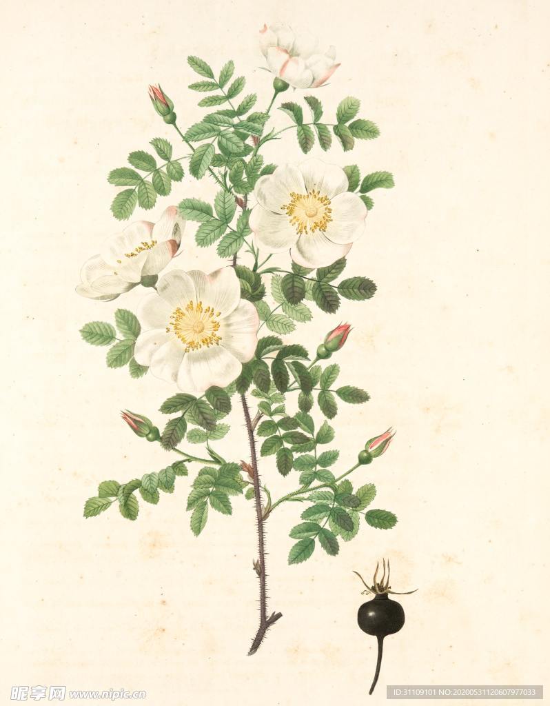 手绘插画白色月季