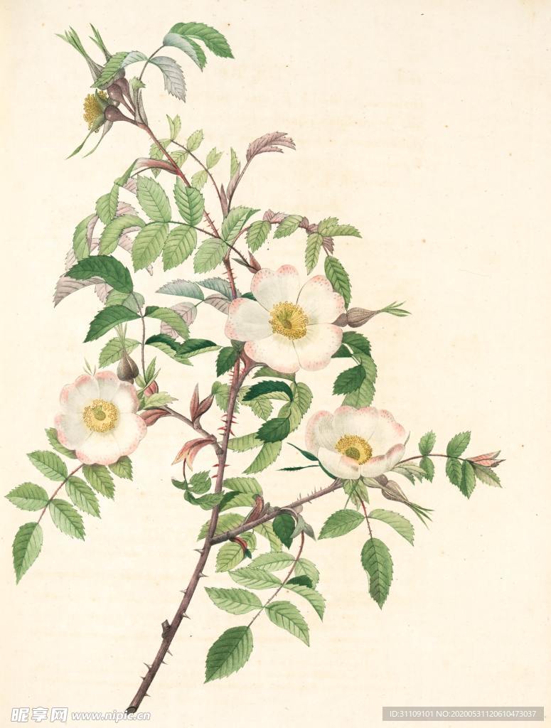 手绘插画工笔白月季