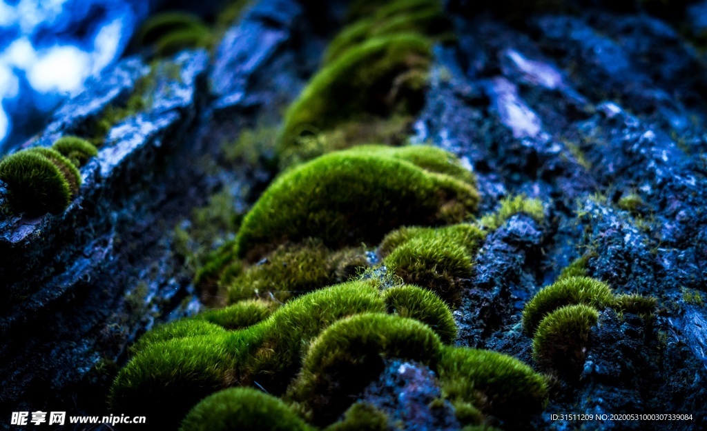 清晨时分高清特写古老翠绿植物