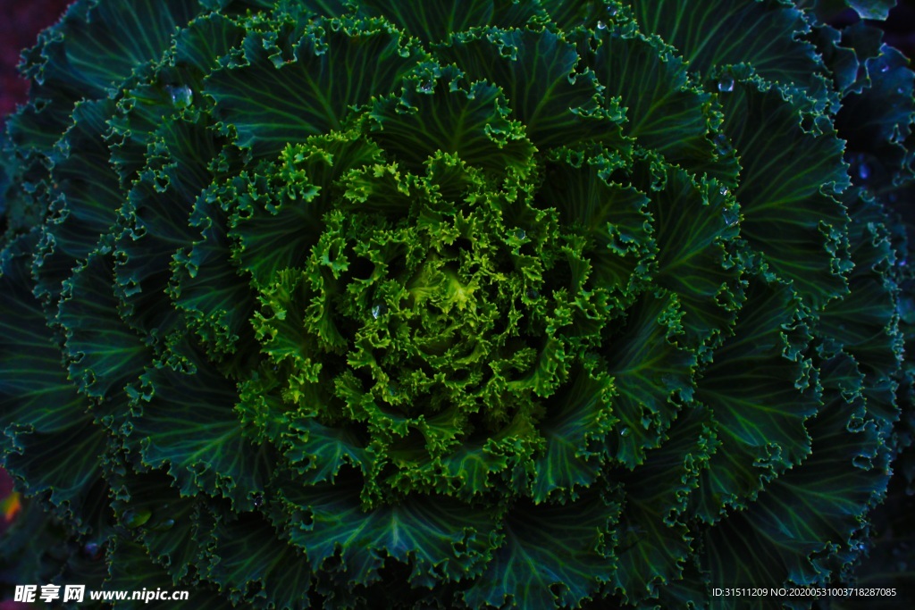 绿叶植物放射设计素材