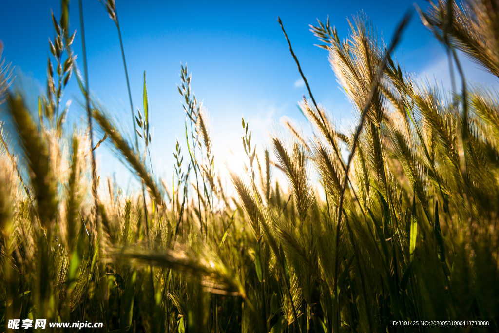 阳光下谷类植物