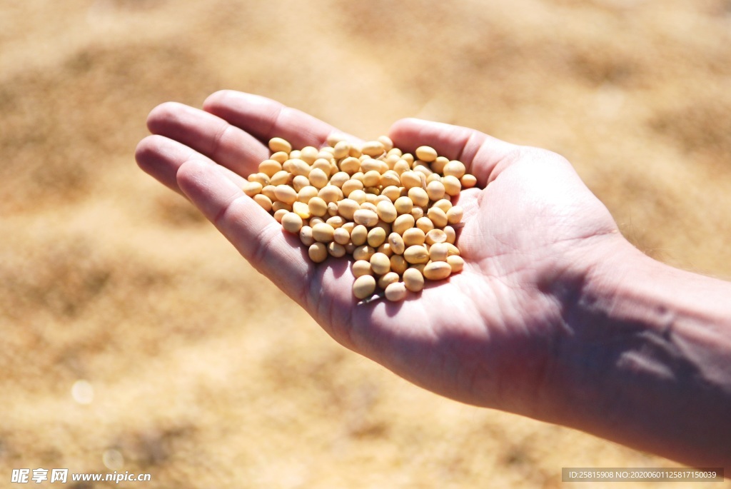 黄豆毛豆五谷杂粮图片