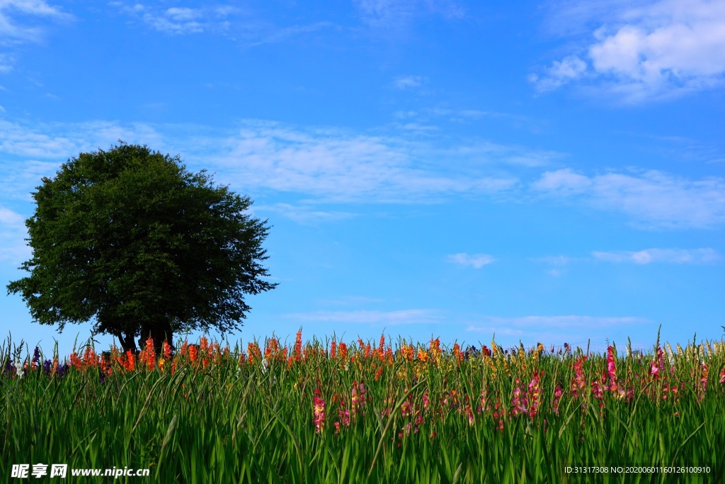 草地 Zollikon 瑞士