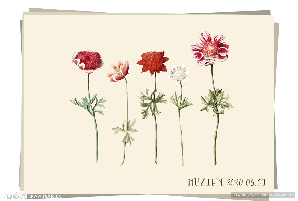 5款入银莲花 植物图鉴