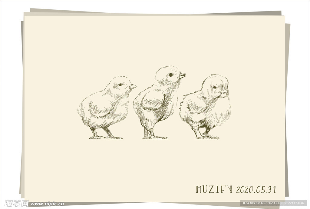 小雏鸡 素描画