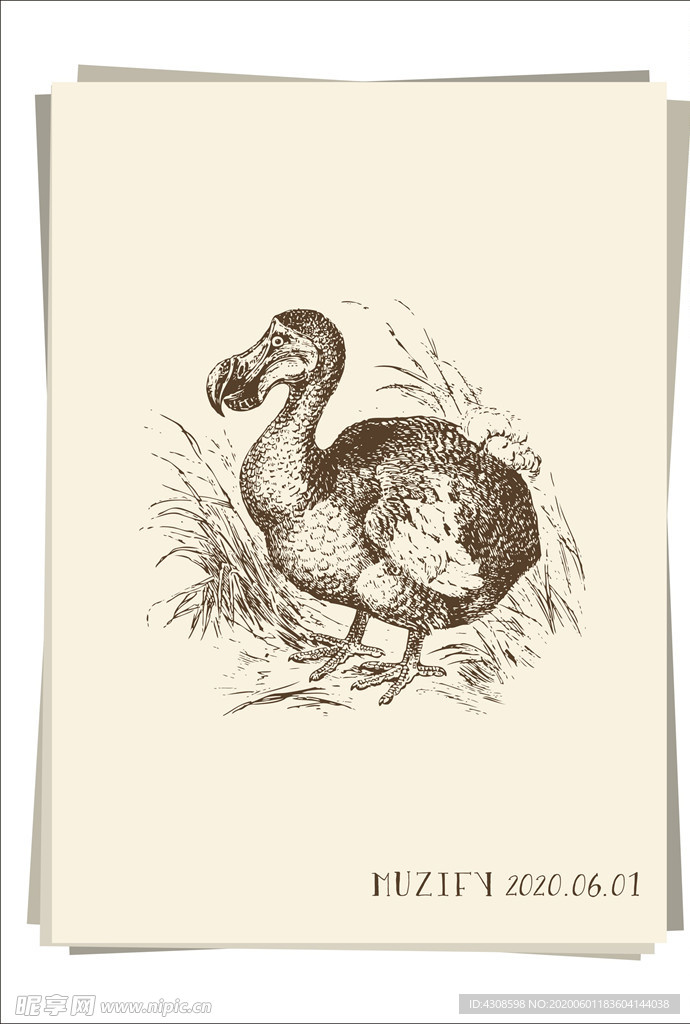 大嘴鸟  素描画