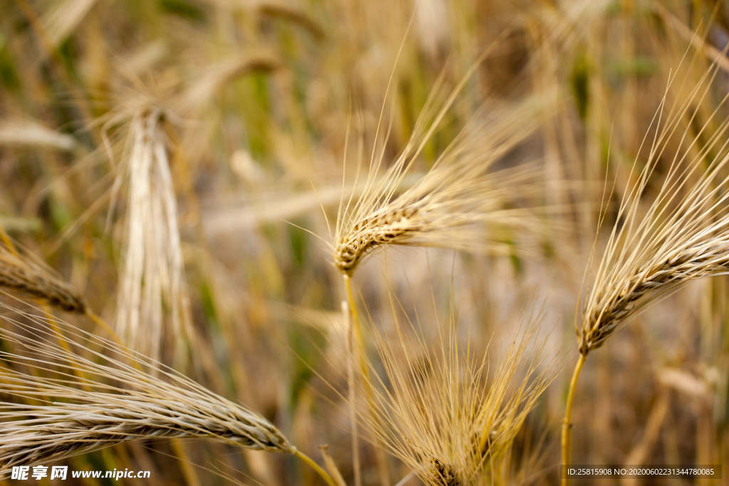 麦穗小麦穗子麦田图片