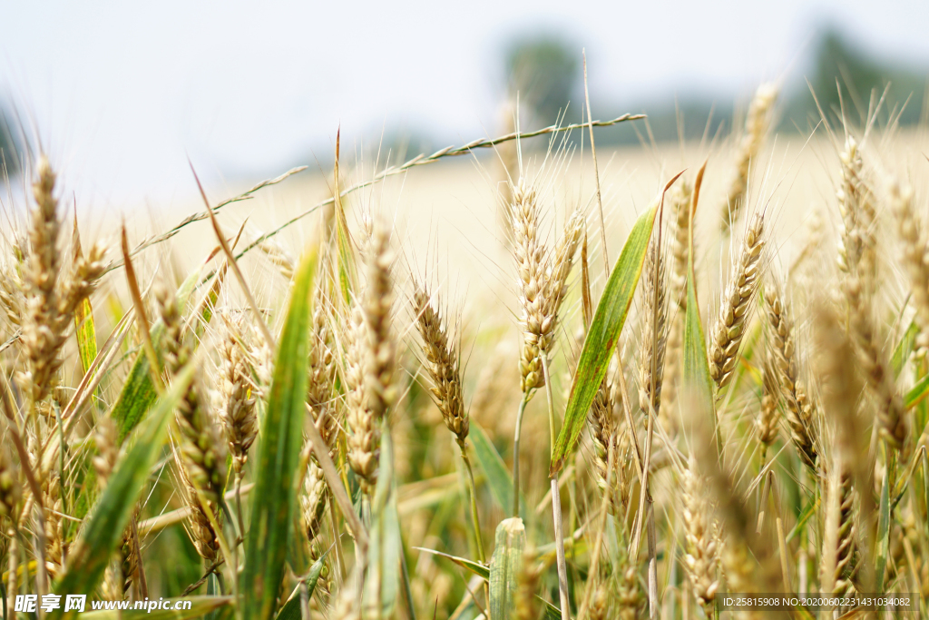 麦穗小麦穗子麦田图片