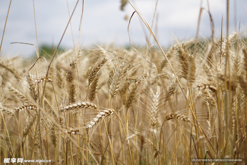麦穗小麦穗子麦田图片