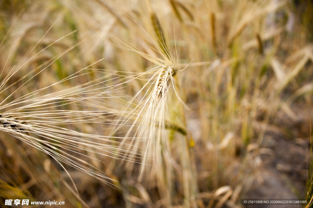 麦穗小麦穗子麦田图片