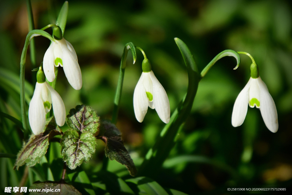 雪花莲淡雅图片
