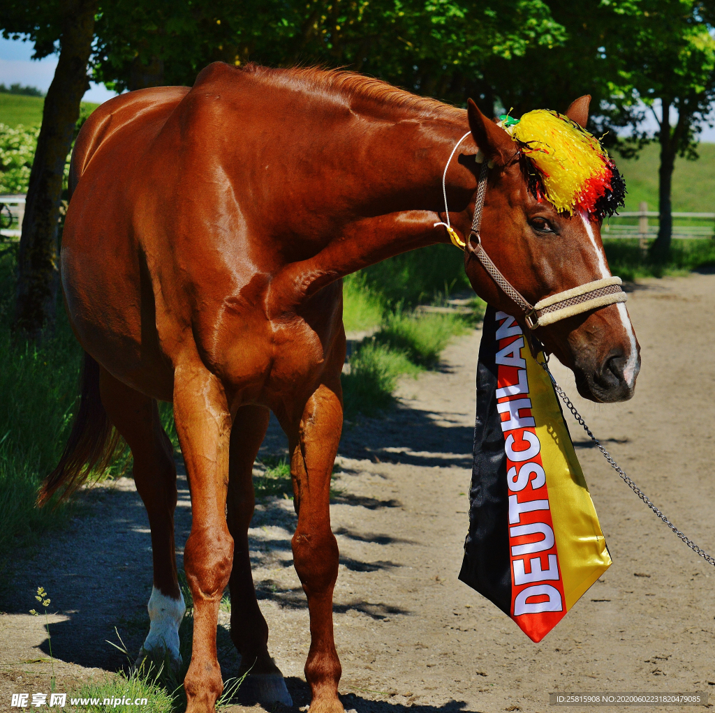 骏马良驹小马图片