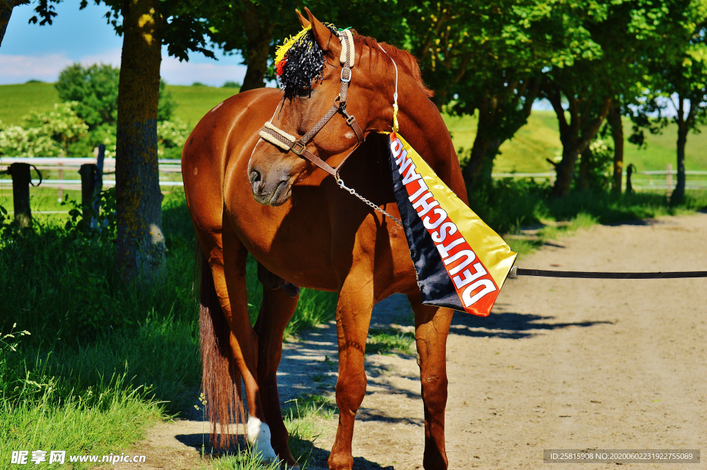 骏马良驹小马图片