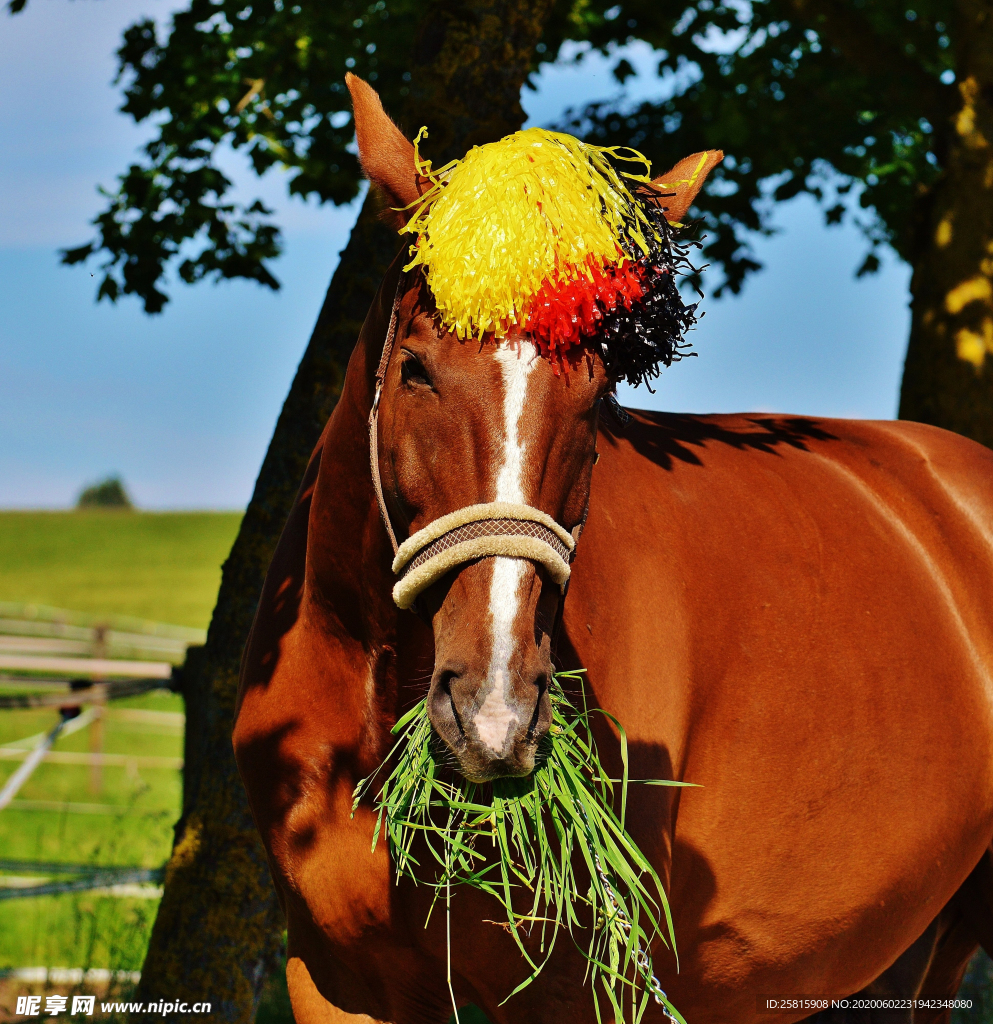 骏马良驹小马图片